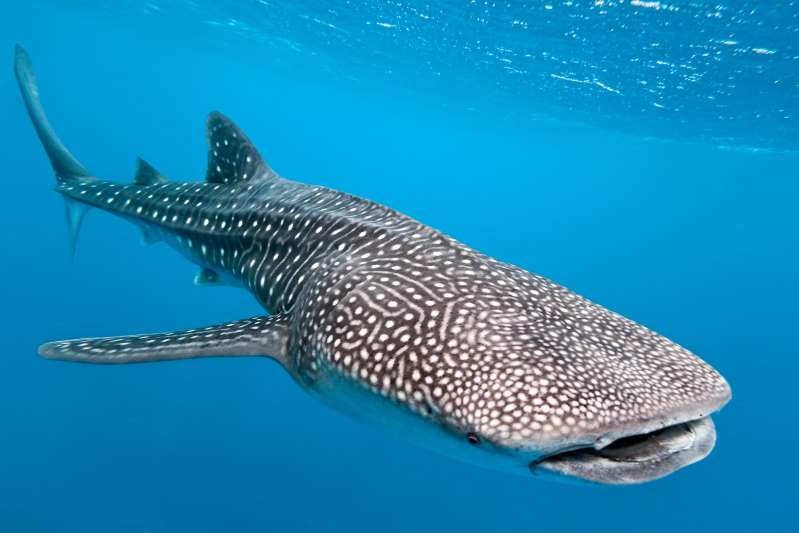 whale sharks in Cebu