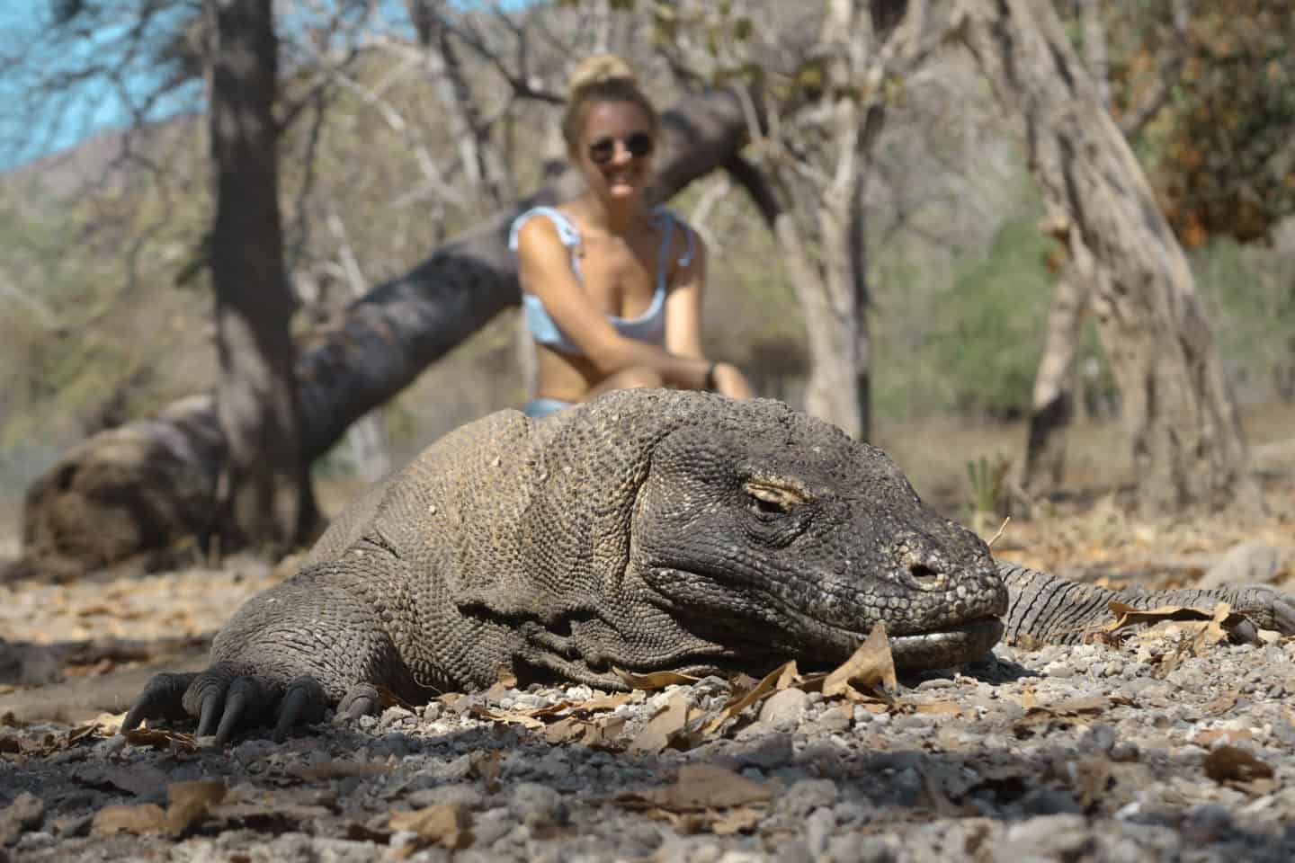 komodo dragon