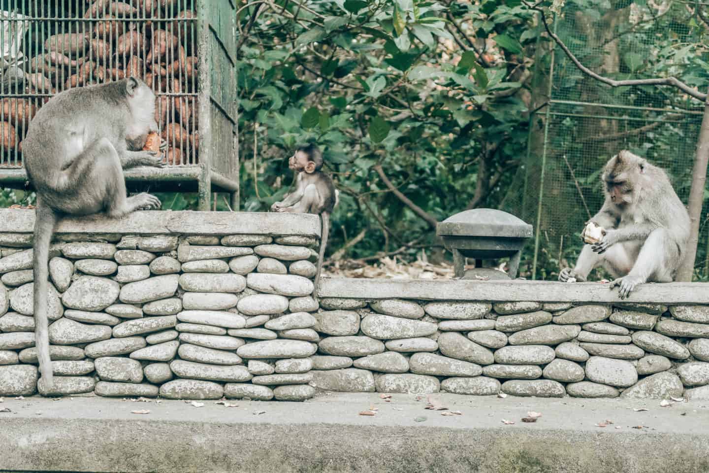 monkey sanctuary weekend in Ubud