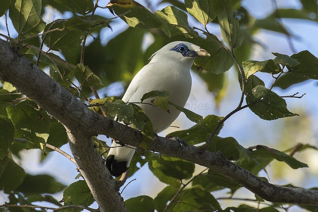 west Bali National Park