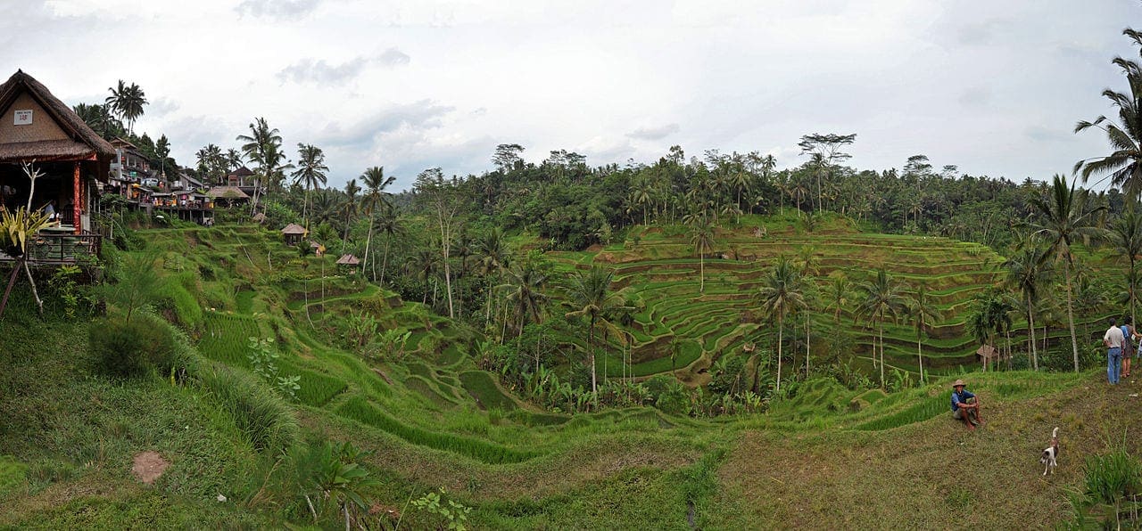 rice terraces ubud