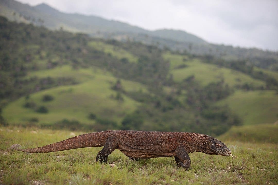 komodo dragons