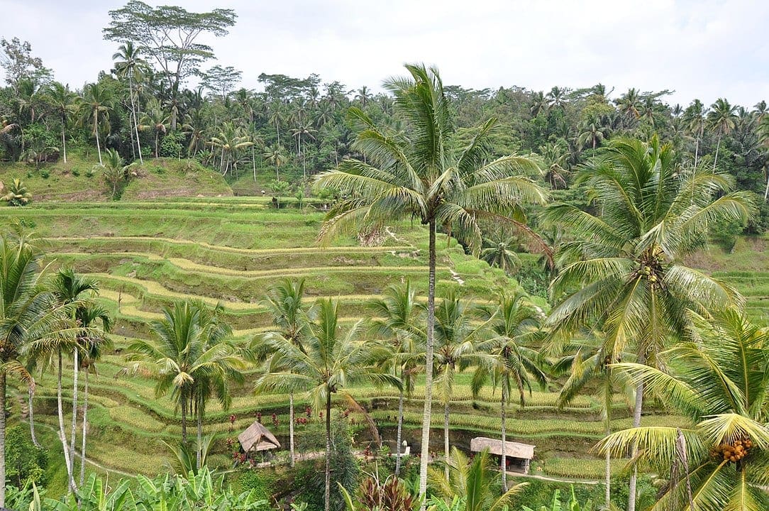 ubud travel guide