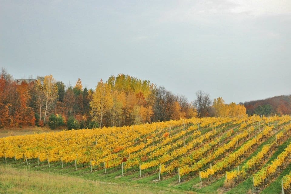 traverse city wine trails