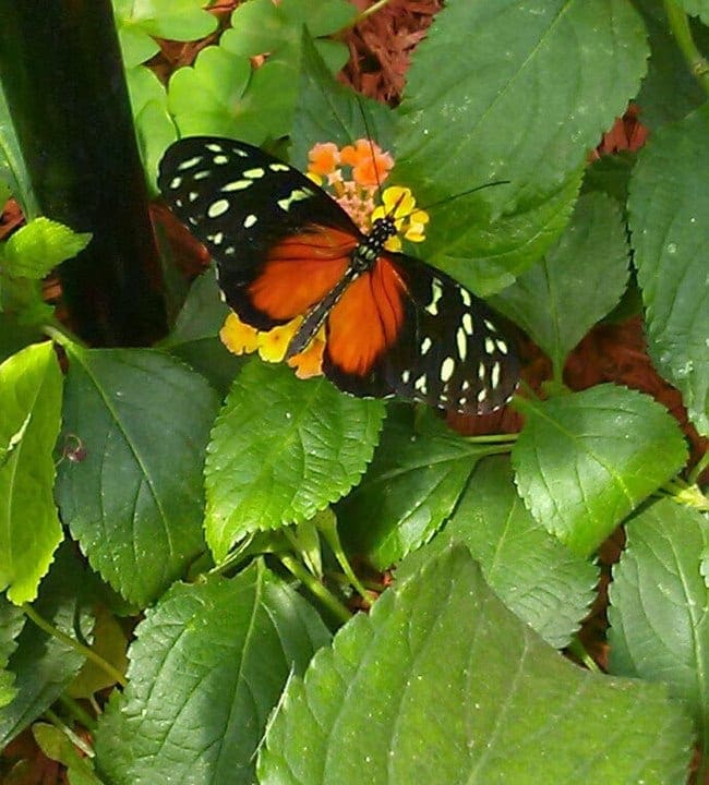butterflies Mackinac