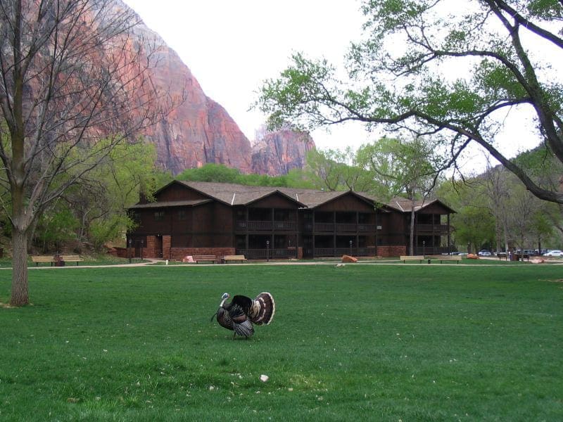 accommodations in Zion national park