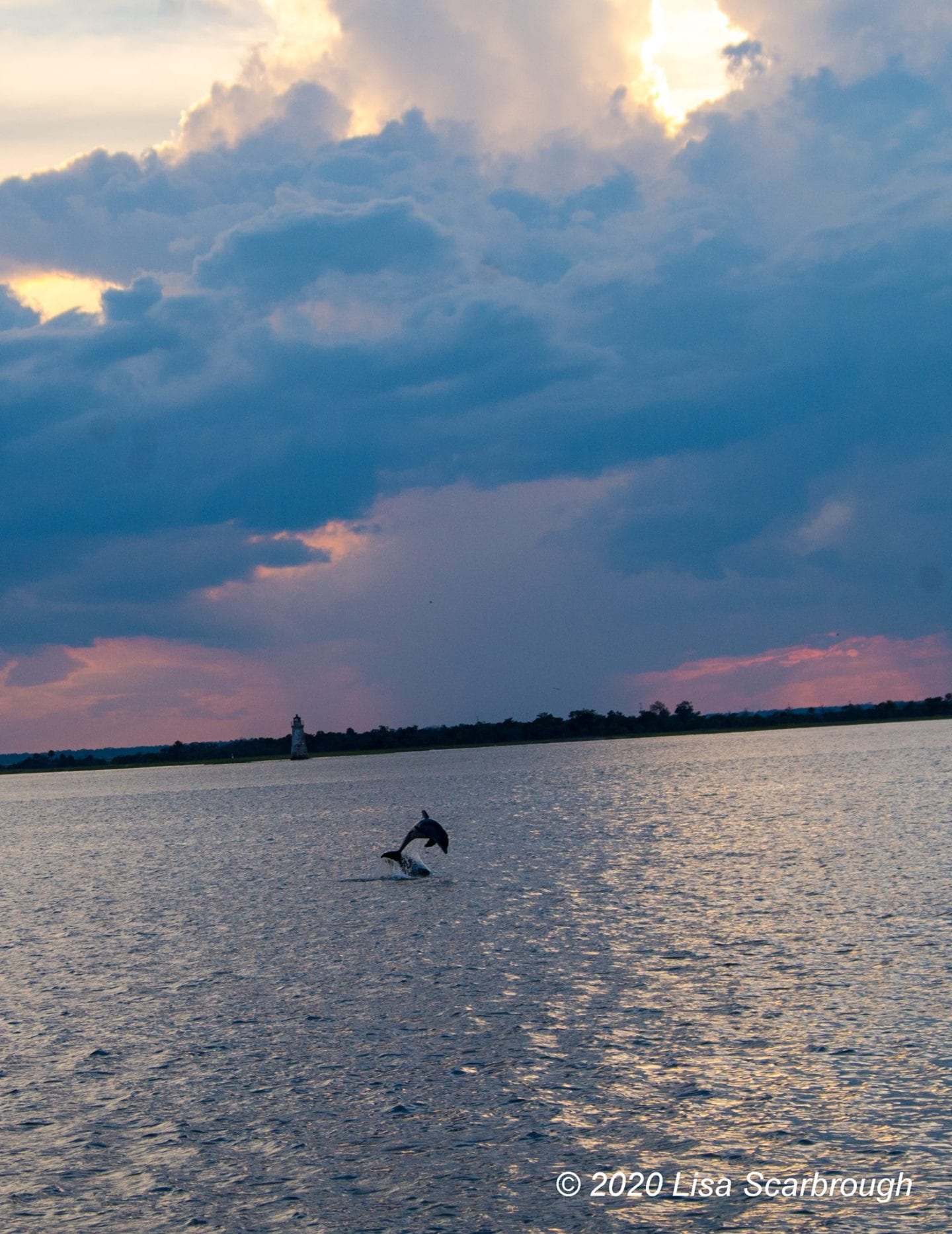 Tybee island dolphin tour