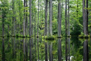 Top 10 things to do in Charleston