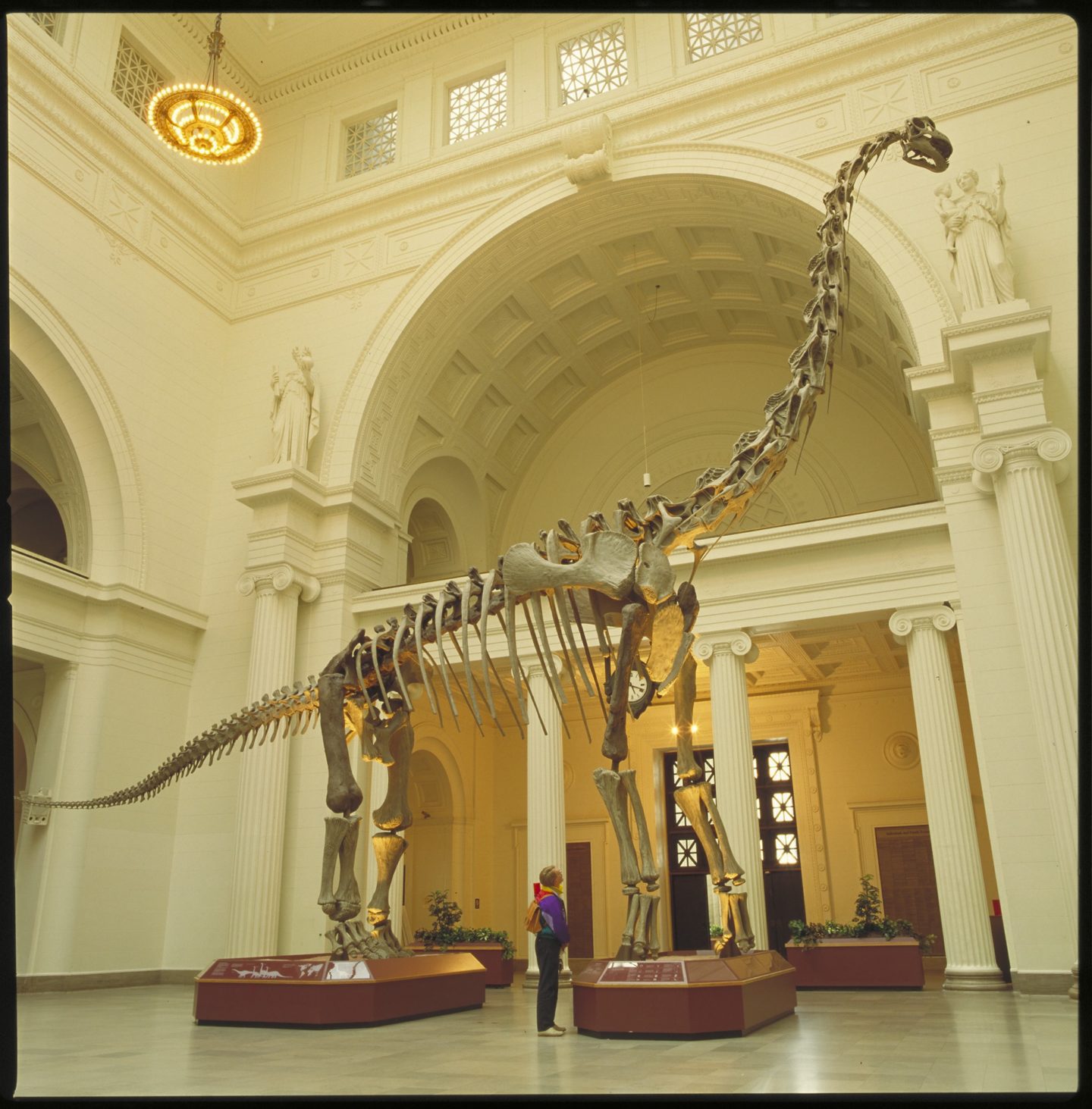 field museum