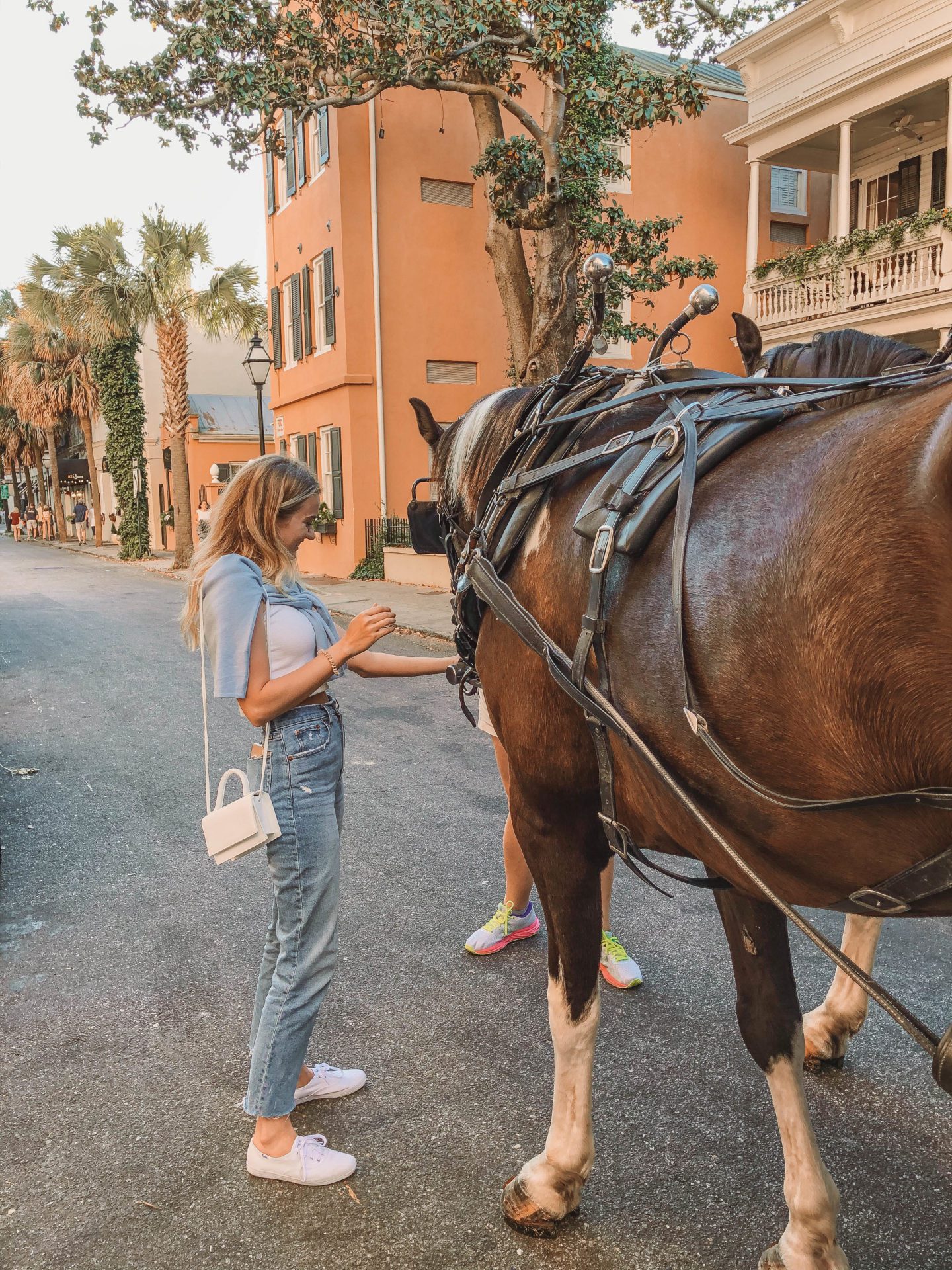 horse in charleston