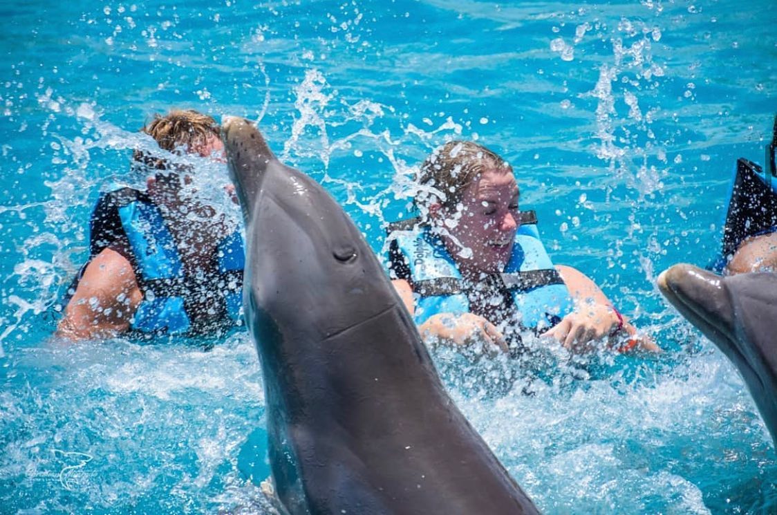 dolphins things to do in Punta Cana