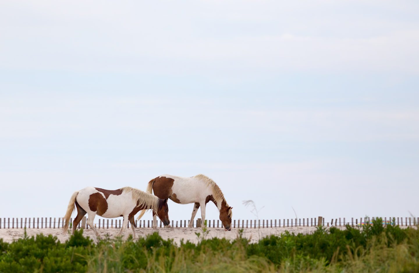 Assateague island