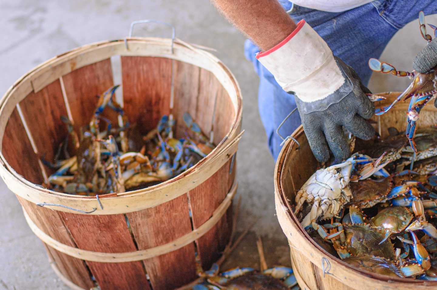 Maryland blue crabs